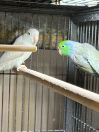 Parrotlets for sale or trade. 