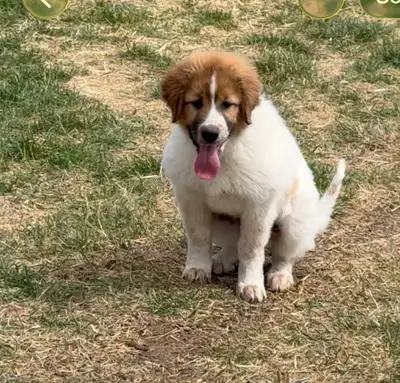 Great Pyrenees / Caucasian Shepherd / Border Collie mix puppies looking for their new farms and fami...