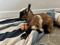 Baby goats for rent 