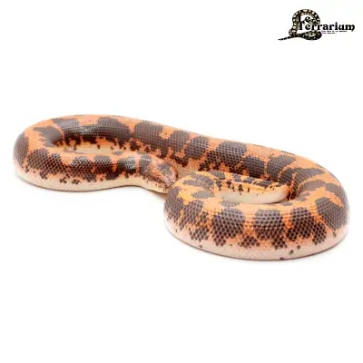 Boa des sables du Kenya - Régulier - Femelle, View more