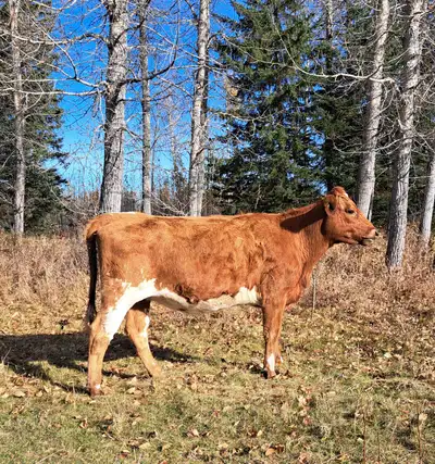 Aryshire heifer confirmed bred, due approx May 9th. Bred to a A2A2 Jersey Bull. Hair sample has been...