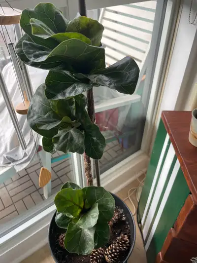 fiddle leaf fig with ceramic pot, View more