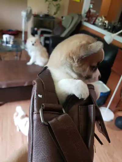 puppies for sale, View more