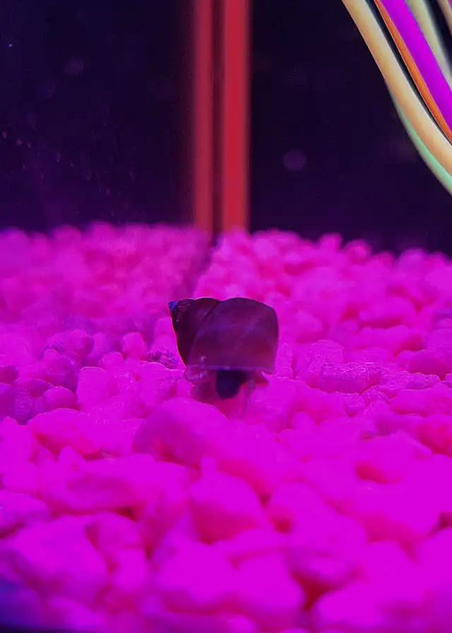 Wizard Snails in Other Pets for Rehoming in Moncton - Image 2