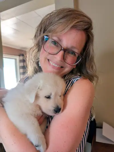 Chiots Berger de Maremme / Maremma Sheepdog puppies, View more