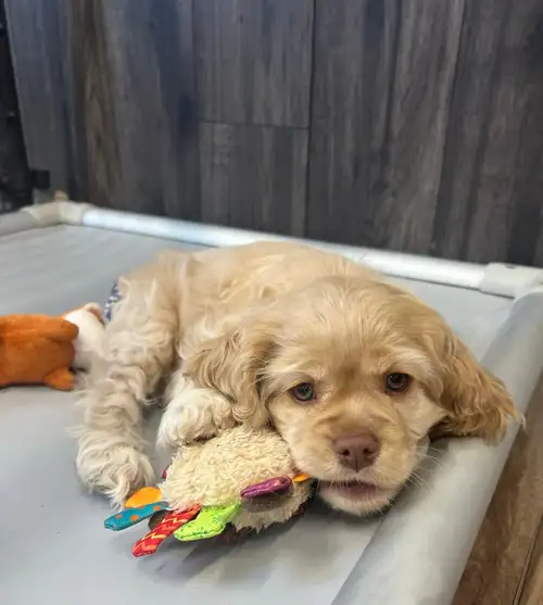Meet Cindy Lou & Stormie's adorable little pups!! These babies are 8 weeks old. They have had their...