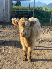 Highland heifer