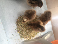 Beilefelder chicks and young laying pullets