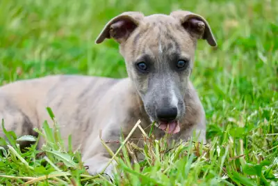European imported Whippet puppies, View more