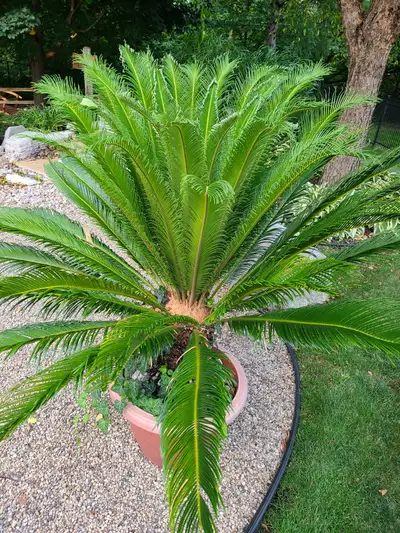 Sago Palms, View more