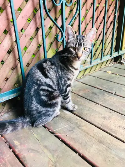 Chaton ‍cherche famille, View more