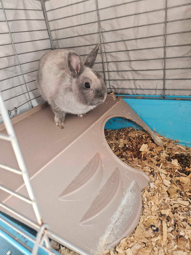 Female Rex mix for adoption in Small Animals for Rehoming in Mississauga / Peel Region