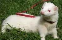 Furet Blanc Albinos