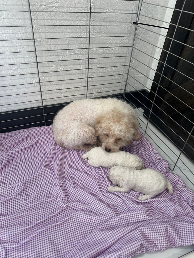  Miniature poodle  in Dogs & Puppies for Rehoming in Saskatoon