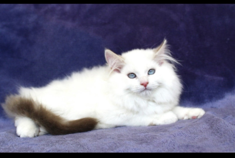 Rare White Ragdoll Girl Kitten With Blue Eyes Cats & Kittens for
