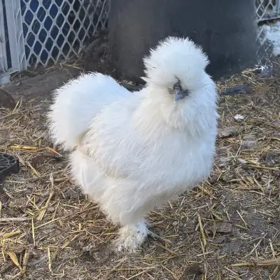 Silkie Hatching Eggs, View more