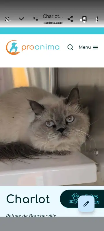 Offre de $1,500 pour récuperer ce Chat. Son nom est Charlot ... il a environ 3 ans. Nous l'avons app...