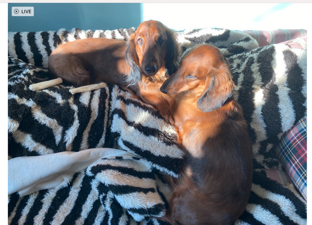 Looking for a dog walker for 2 small dogs (dachshunds) in Verdun dans Services pour animaux  à Ville de Montréal