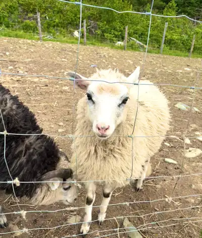 Shetland Lambs , View more