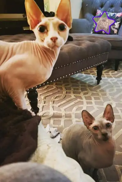 Two stunning purebred Sphynx brothers looking for a responsible, loving home. They are affectionate,...
