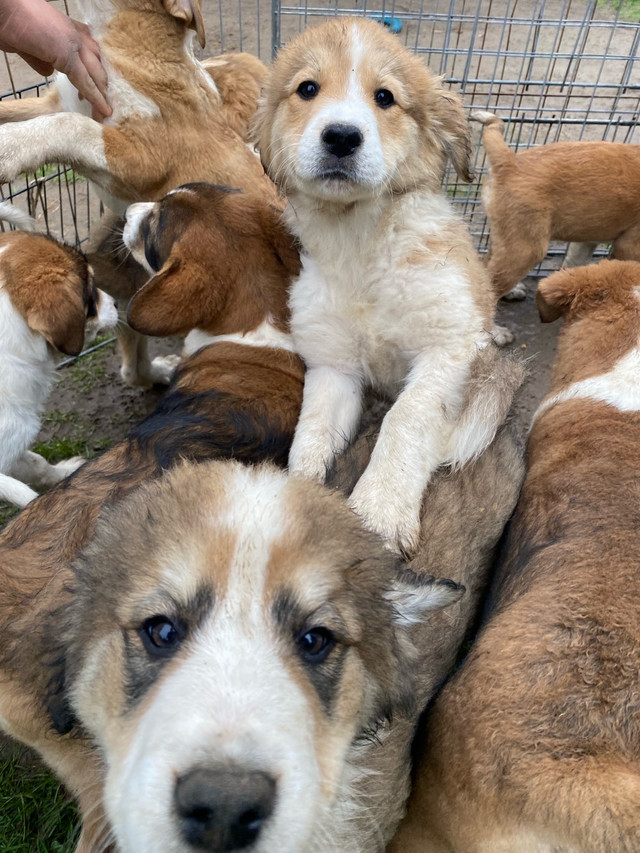 Great Pyrenees X Cattle X Bernese Mountain Dog Puppies in Dogs & Puppies for Rehoming in Norfolk County - Image 2