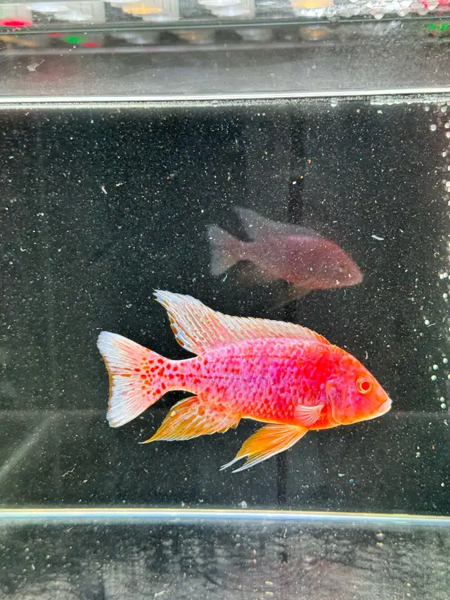 Pink Dragon Blood Group- African Cichlid  in Fish for Rehoming in London - Image 6