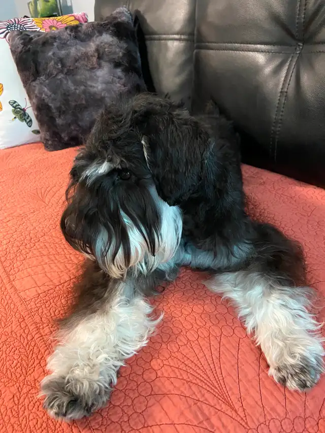Miniature Schnauzer Puppies in Dogs & Puppies for Rehoming in City of Toronto - Image 8