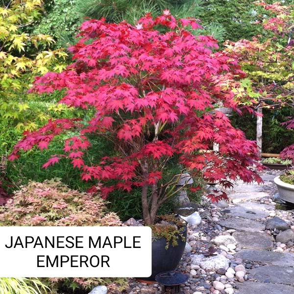 JAPANESE Maple in Plants, Fertilizer & Soil in City of Toronto - Image 3