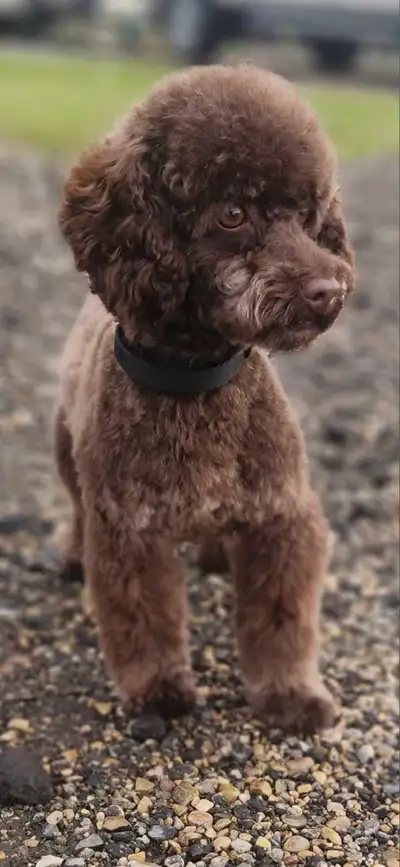 3 year old intact toy poodle , View more