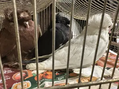 Pigeon  Trumpeter, View more