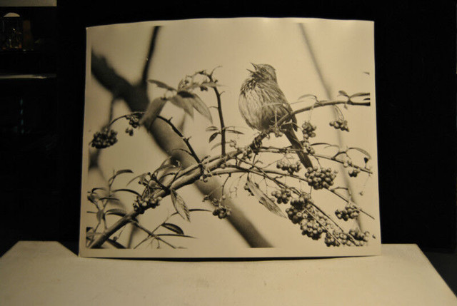 5 Pieces Photo Art Nature . Lot # 5 in Arts & Collectibles in Vancouver - Image 2