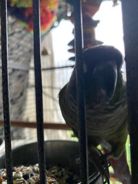 Selling bird with cage