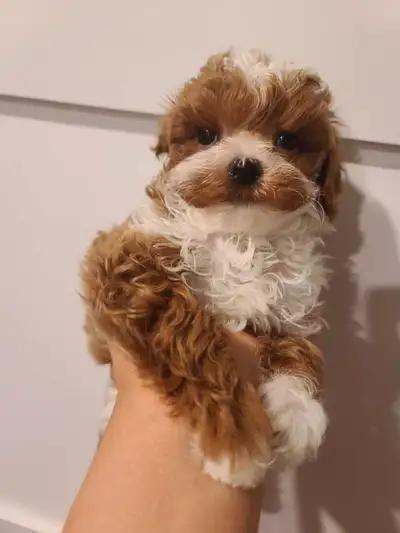 tiny shihpoo (75% poodle), View more