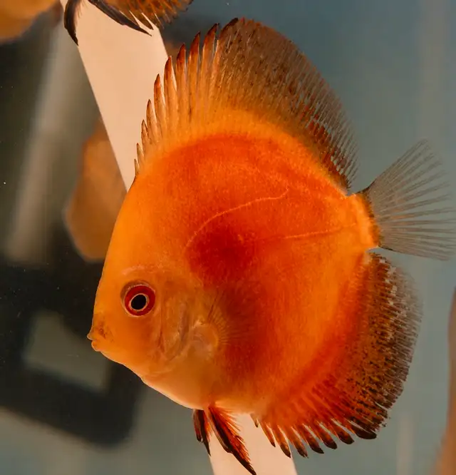 Saint red discus baby on sell in Fish for Rehoming in City of Toronto - Image 5