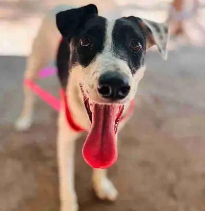 Guyaba dog kids friendly female, View more