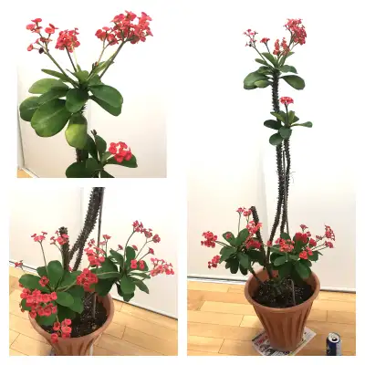 Crown of Thorns Large & Tall Houseplant 54", View more