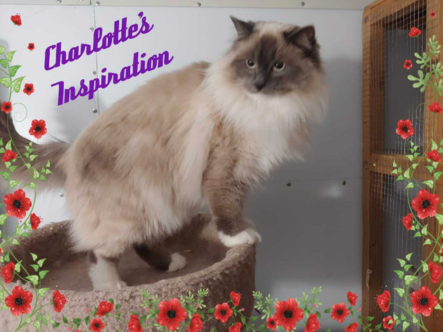 Beautiful Ragdoll Cats in Cats & Kittens for Rehoming in Edmonton
