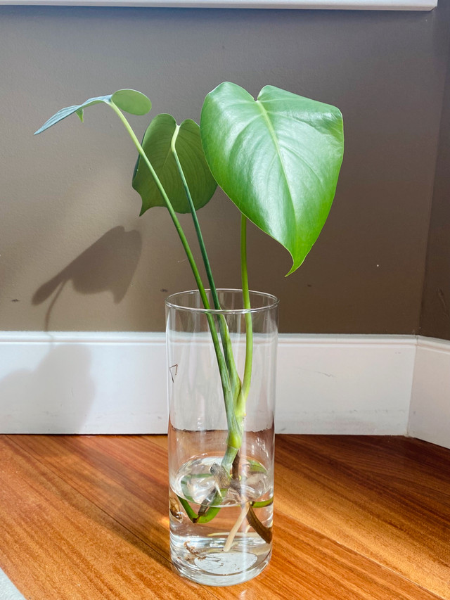 Monstera (Swiss cheese plant or split-leaf philodendron) in Plants, Fertilizer & Soil in Calgary