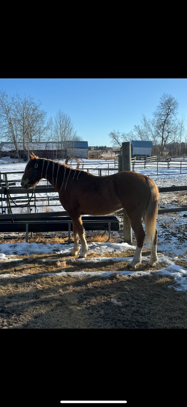 5 year old gelding  in Horses & Ponies for Rehoming in Edmonton - Image 3