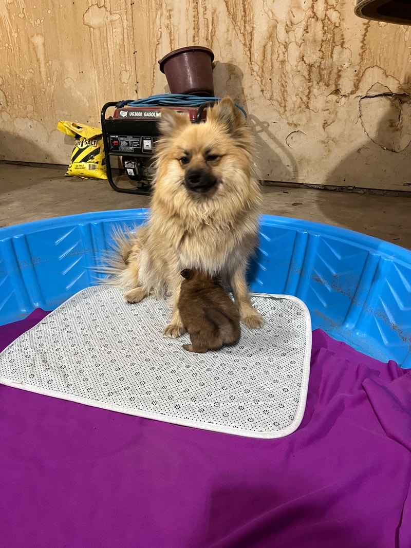 Pomeranian puppies Dogs & Puppies for Rehoming Lethbridge Kijiji