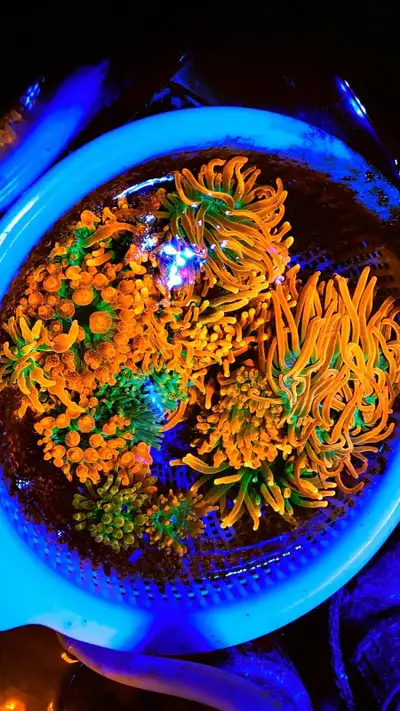 Amazing colours, other coral Frags available too!