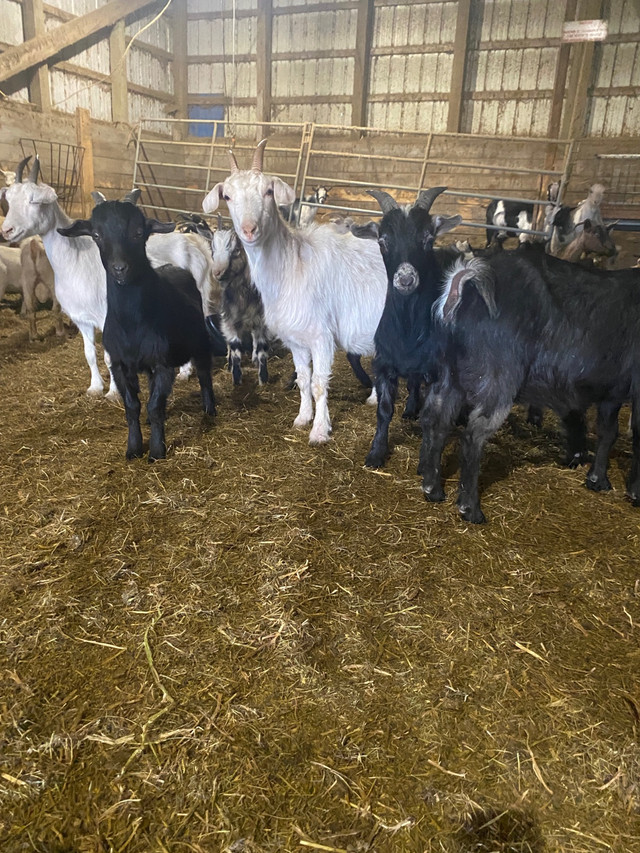 Goats for sale in Livestock in Swift Current - Image 3