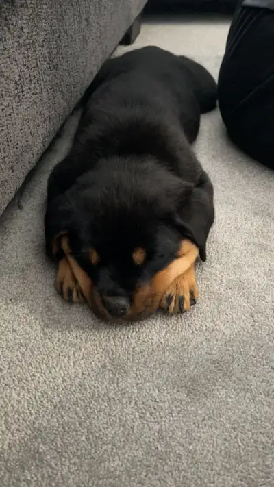 Purebred Female Rottweiler, View more