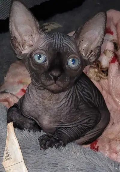 sphynx cherche famille, View more