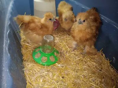 Buff Silkie Trio, View more