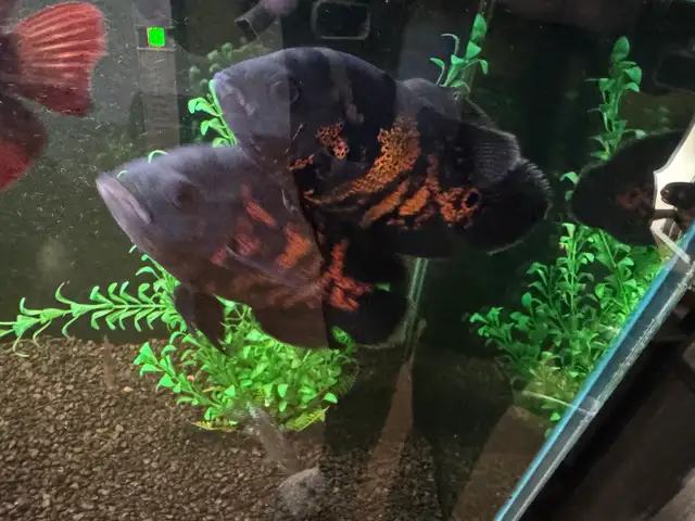 3 juvenile tiger Oscars in Fish for Rehoming in Calgary - Image 3
