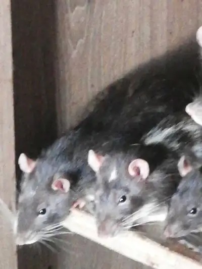 rat dumbos  40$ 2 pour 70$, View more