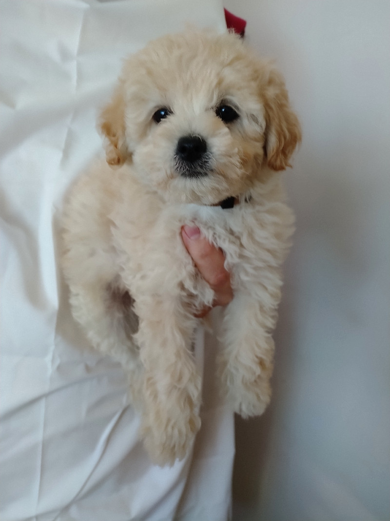 Coton de Tulear/Miniature Poodle Dogs & Puppies for Rehoming