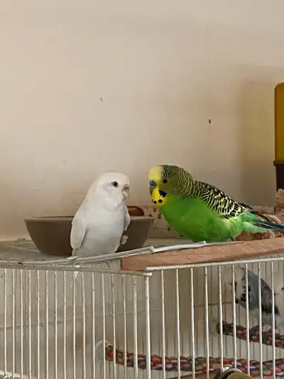 budgie , breeding pair., View more