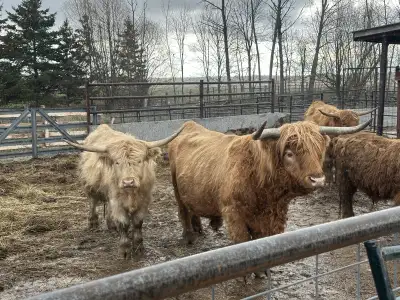 Highland Bulls ,Cows and Waygu, View more